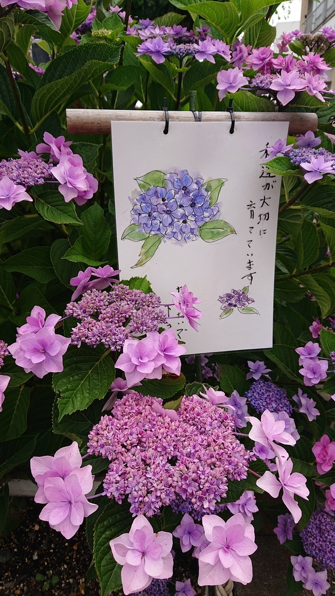 f:id:funaosarasa:20200627215409j:plain
