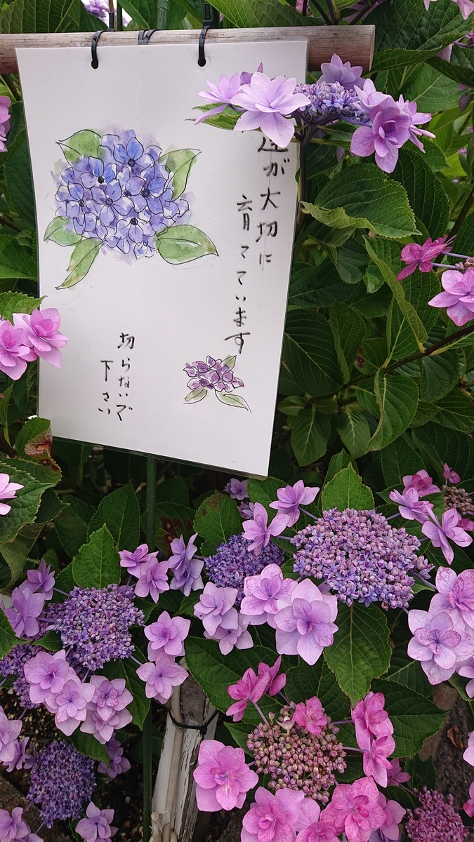 f:id:funaosarasa:20200627215515j:plain