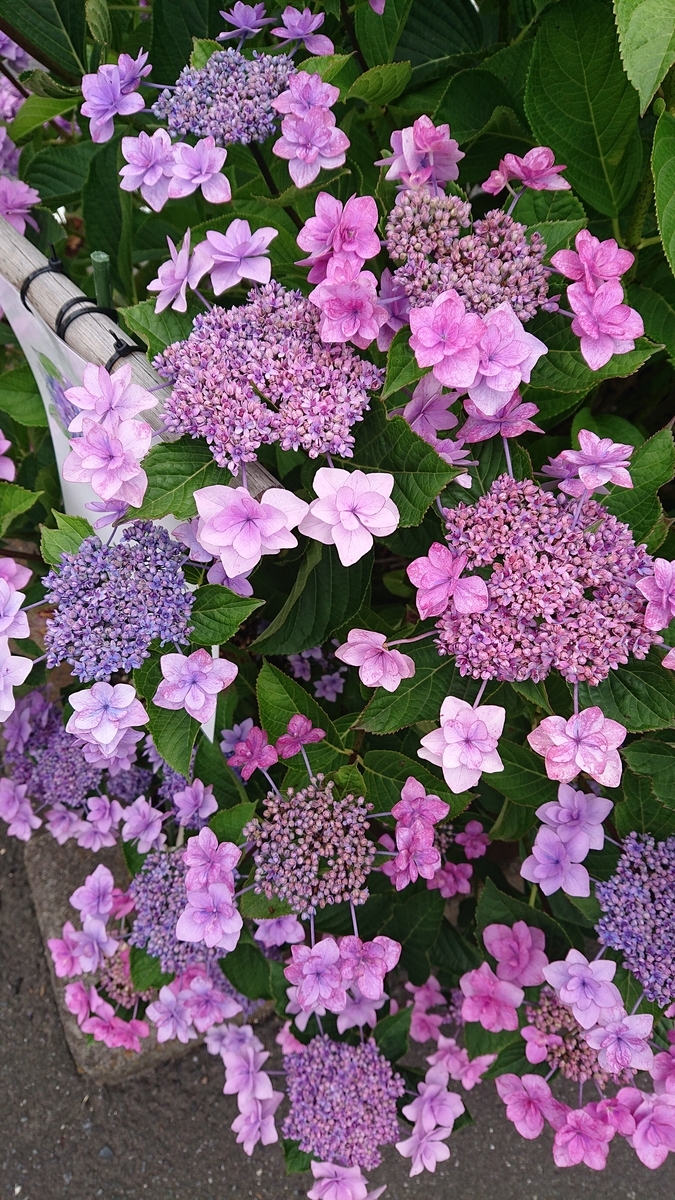 f:id:funaosarasa:20200627215630j:plain