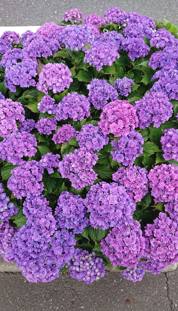 f:id:funaosarasa:20200628140639j:plain