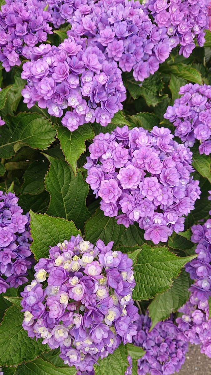 f:id:funaosarasa:20200628140837j:plain