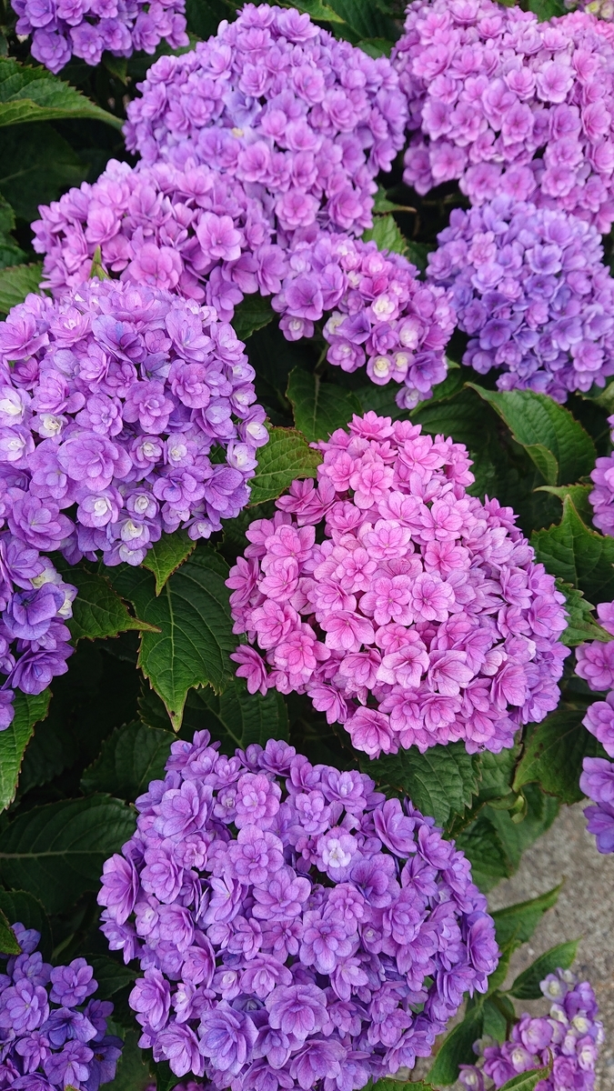 f:id:funaosarasa:20200628140916j:plain