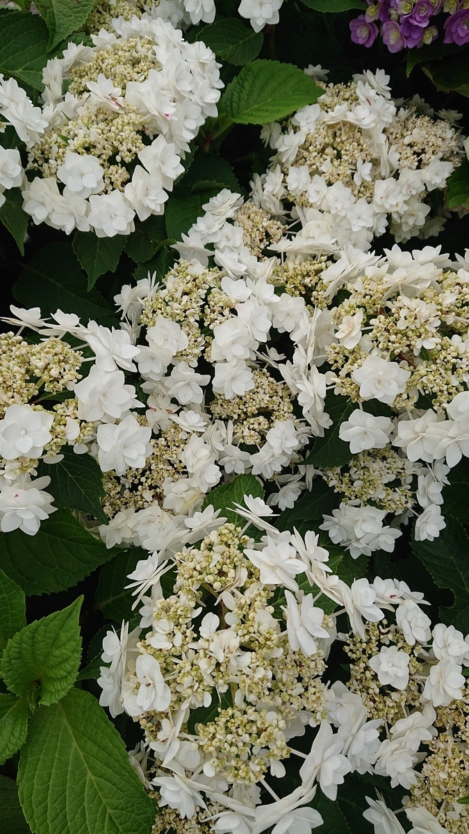 f:id:funaosarasa:20200630105704j:plain f:id:funaosarasa:20200630105704j:plain