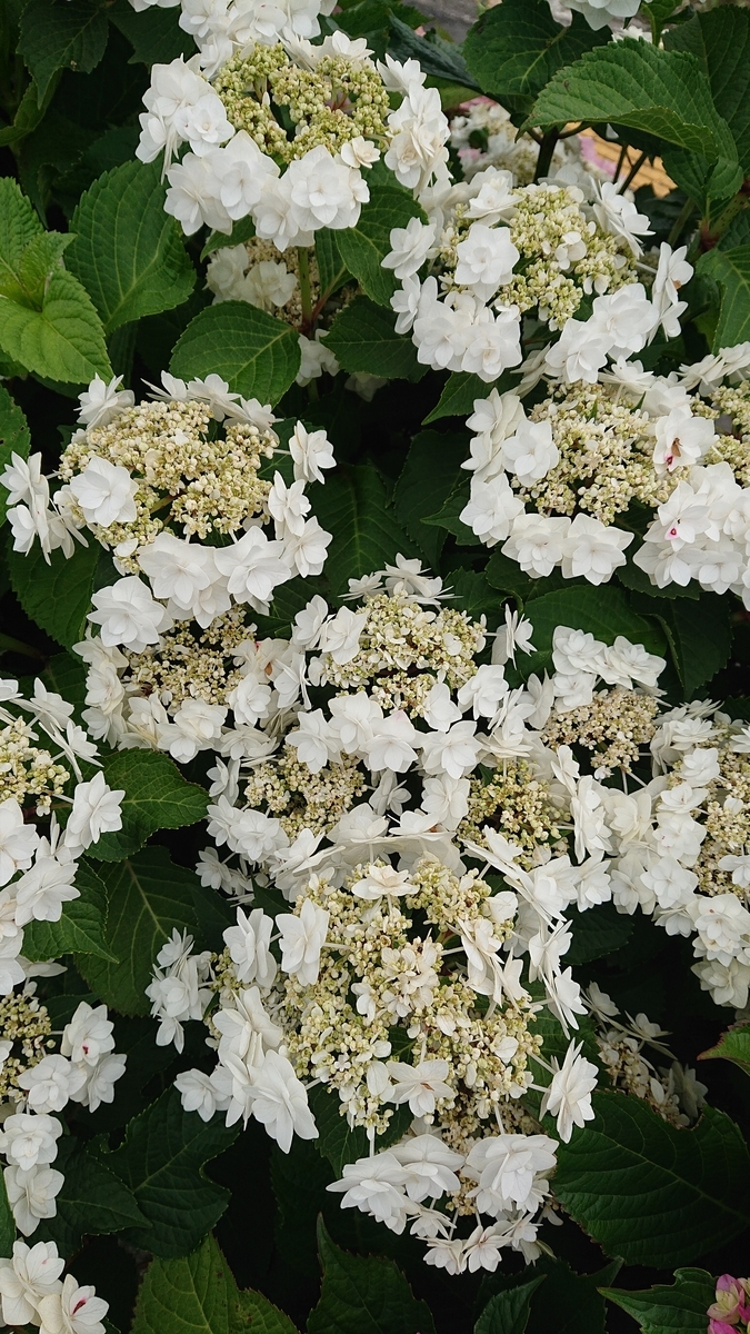 f:id:funaosarasa:20200630105748j:plain f:id:funaosarasa:20200630105748j:plain
