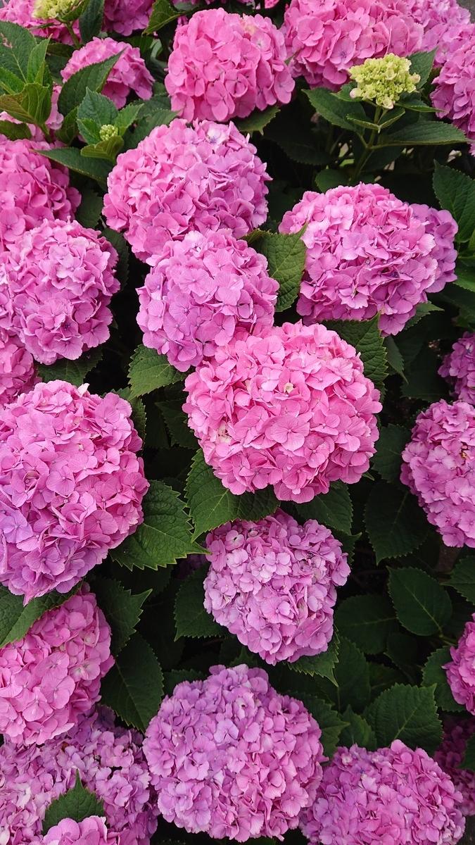 f:id:funaosarasa:20200630105847j:plain f:id:funaosarasa:20200630105847j:plain