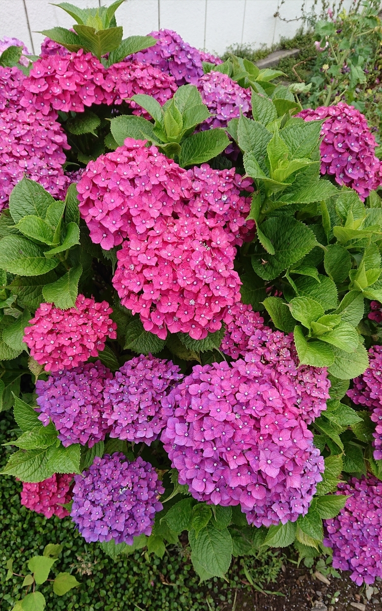 f:id:funaosarasa:20200702222939j:plain f:id:funaosarasa:20200702222939j:plain