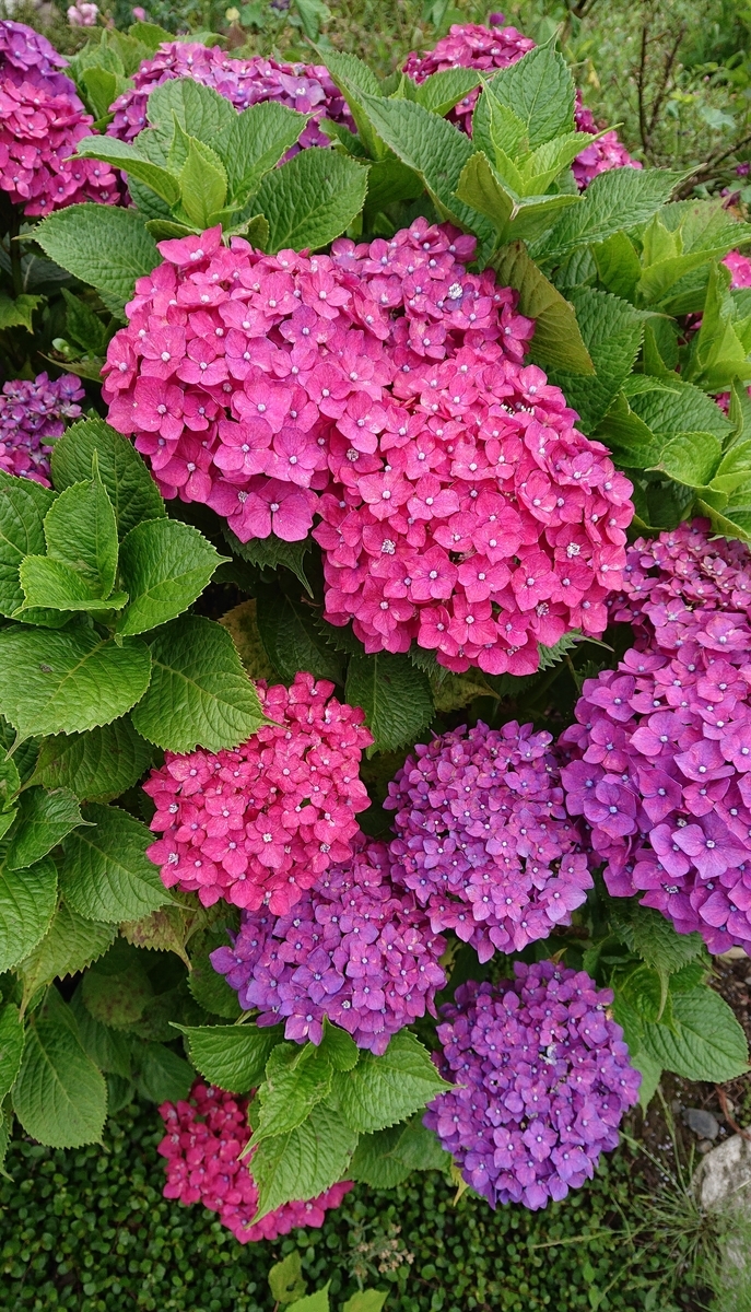 f:id:funaosarasa:20200702223053j:plain f:id:funaosarasa:20200702223053j:plain