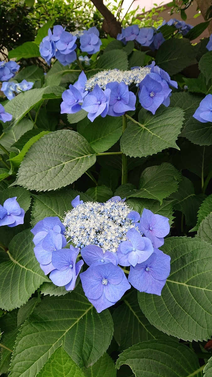 f:id:funaosarasa:20200702223255j:plain f:id:funaosarasa:20200702223255j:plain