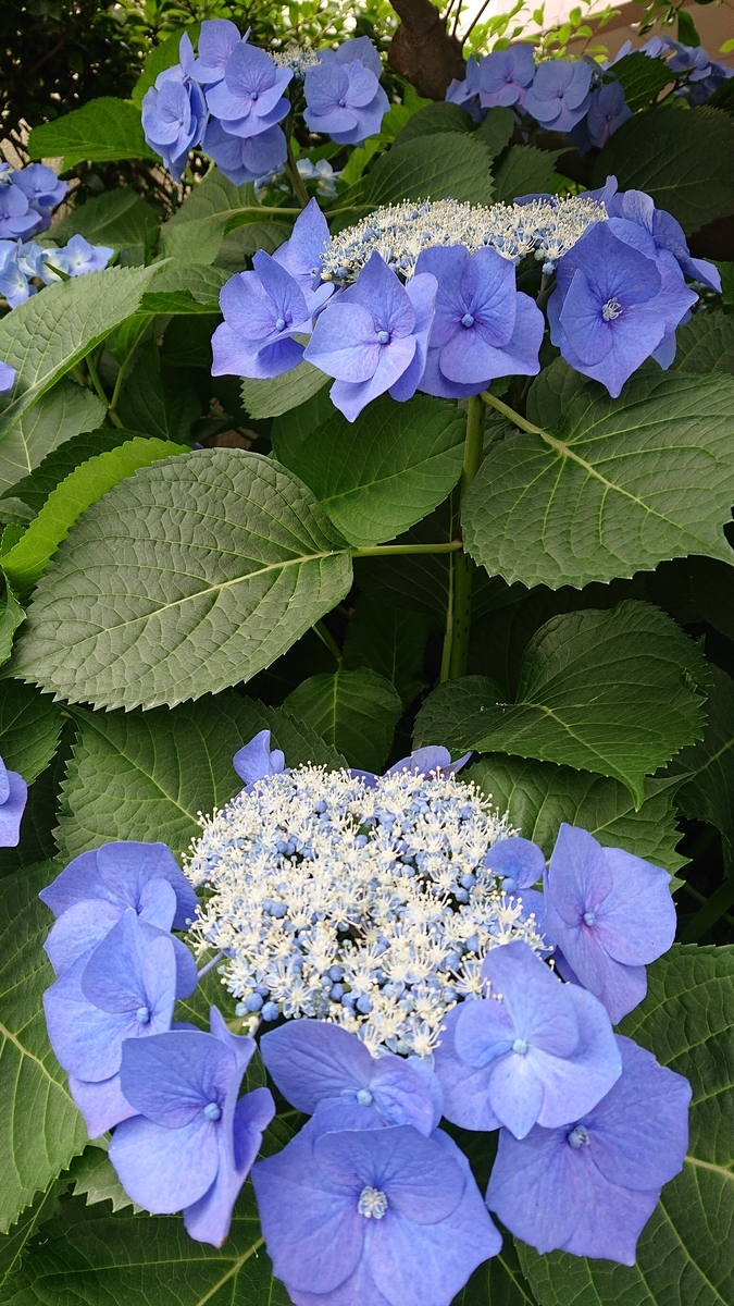 f:id:funaosarasa:20200702223339j:plain f:id:funaosarasa:20200702223339j:plain