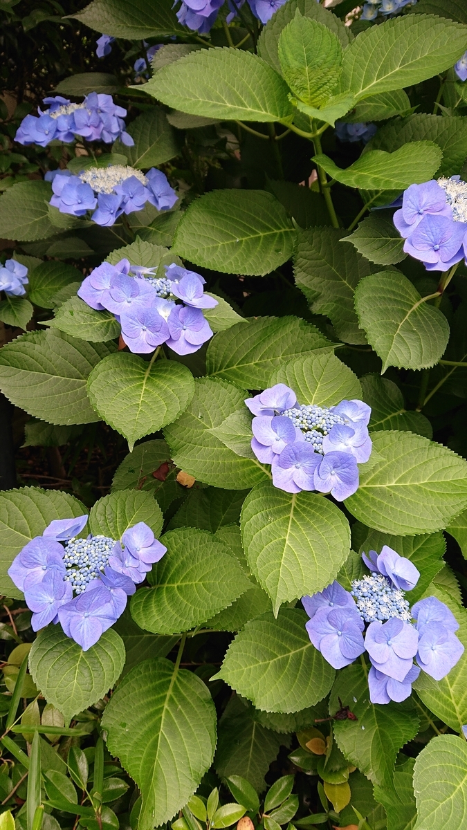 f:id:funaosarasa:20200702223421j:plain f:id:funaosarasa:20200702223421j:plain