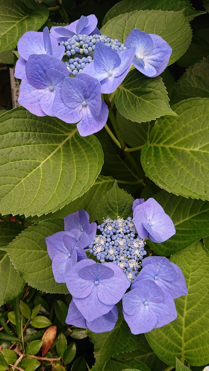 f:id:funaosarasa:20200702223459j:plain f:id:funaosarasa:20200702223459j:plain