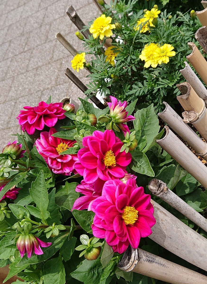 f:id:funaosarasa:20200703144805j:plain