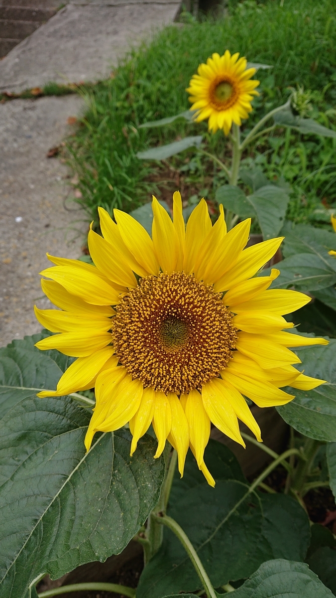 f:id:funaosarasa:20200715150209j:plain
