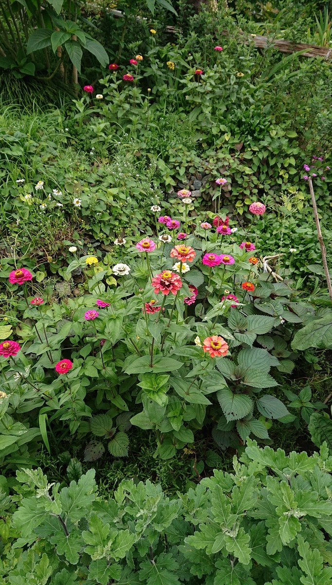 f:id:funaosarasa:20200718153443j:plain