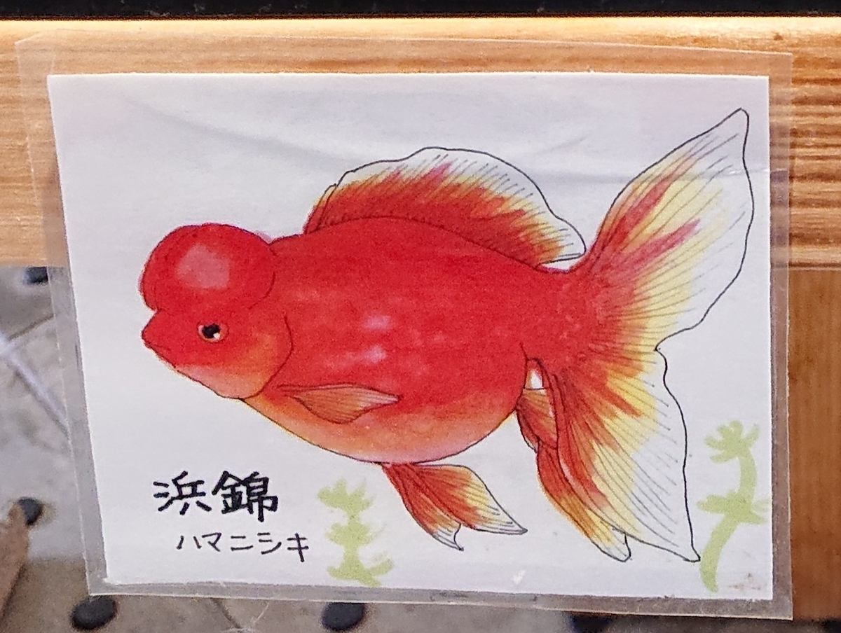 f:id:funaosarasa:20200728230726j:plain