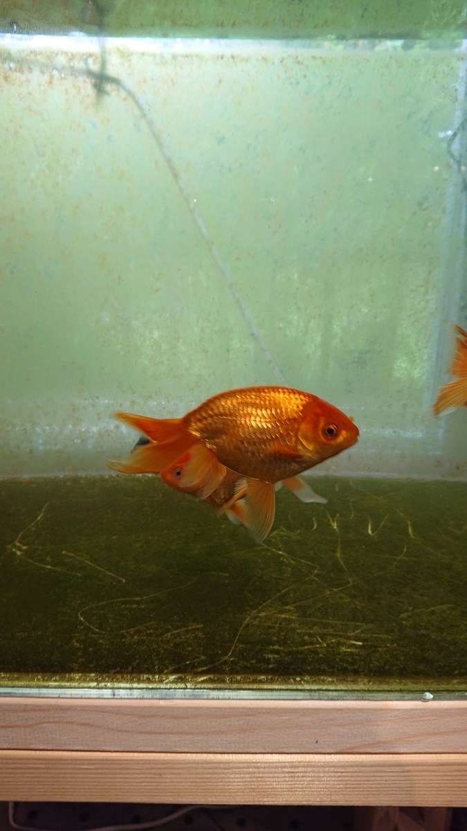 和金　体高おばけ　(金魚) 金魚王子】三色和金（四つ尾） 14cm前後 (個体番号：xsw471) 金魚