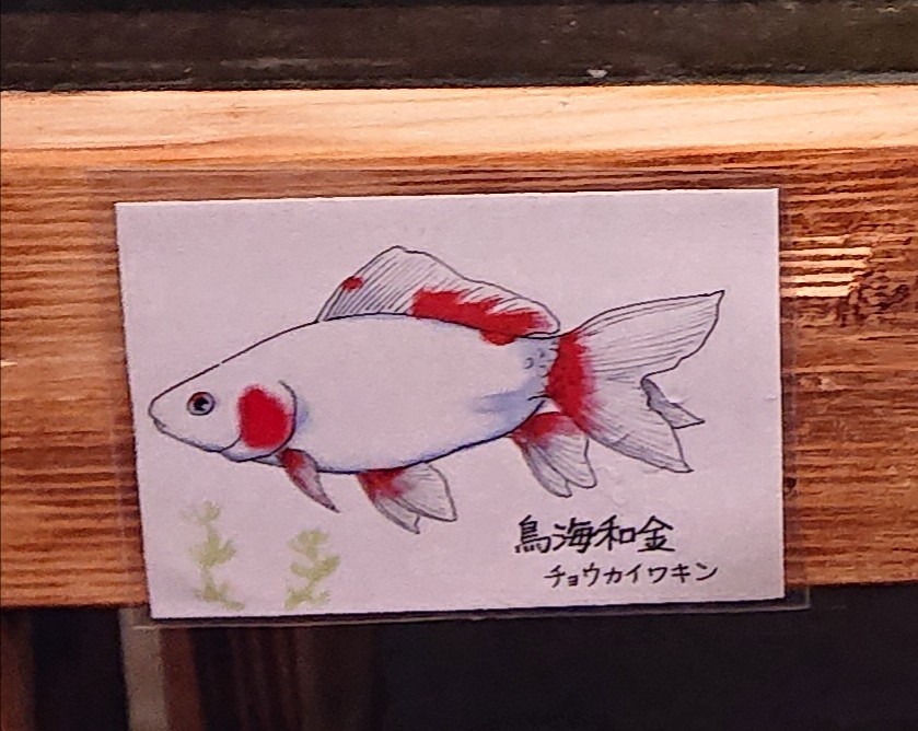 f:id:funaosarasa:20200731105452j:plain