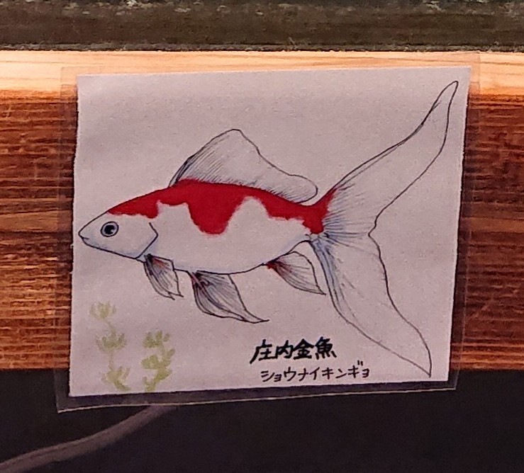f:id:funaosarasa:20200731105531j:plain