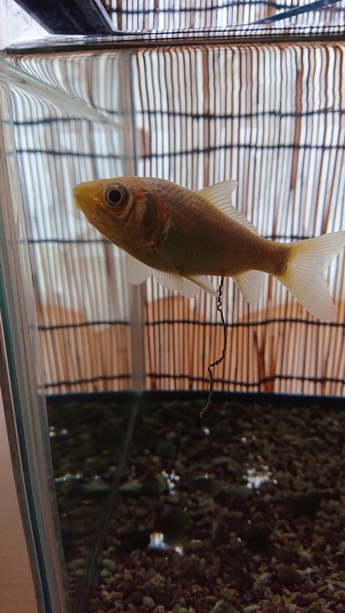 f:id:funaosarasa:20200804145336j:plain f:id:funaosarasa:20200804145336j:plain
