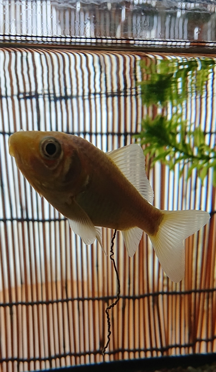 f:id:funaosarasa:20200804145530j:plain f:id:funaosarasa:20200804145530j:plain