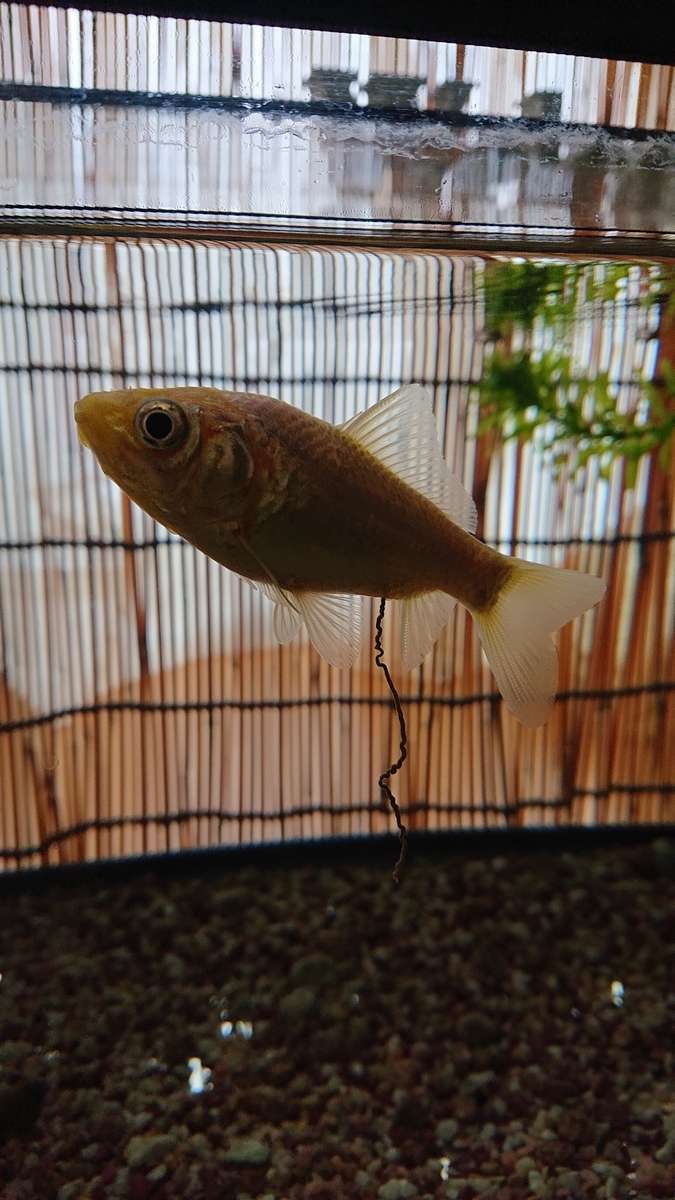 f:id:funaosarasa:20200804145820j:plain f:id:funaosarasa:20200804145820j:plain