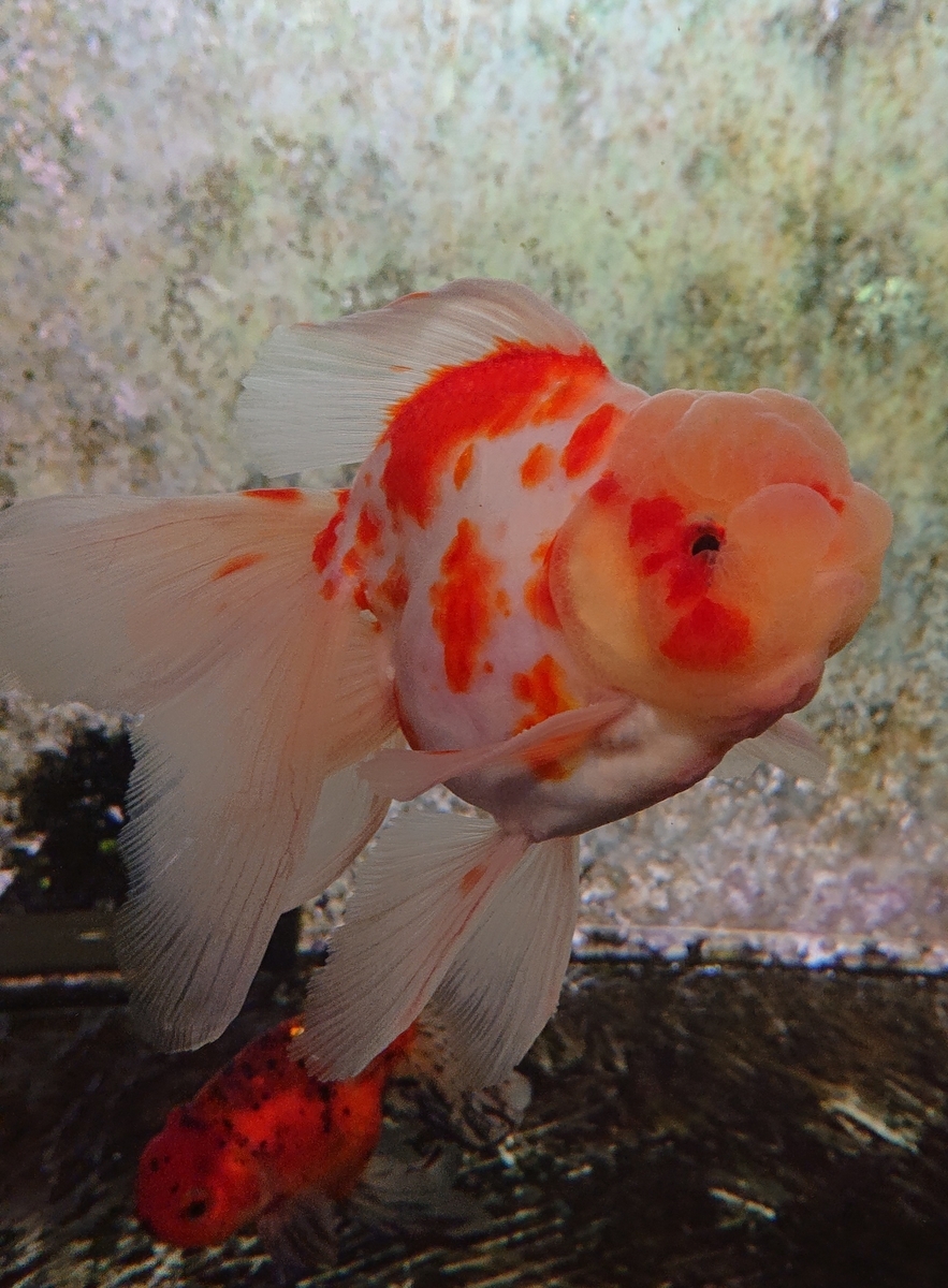 f:id:funaosarasa:20200805121332j:plain f:id:funaosarasa:20200805121332j:plain