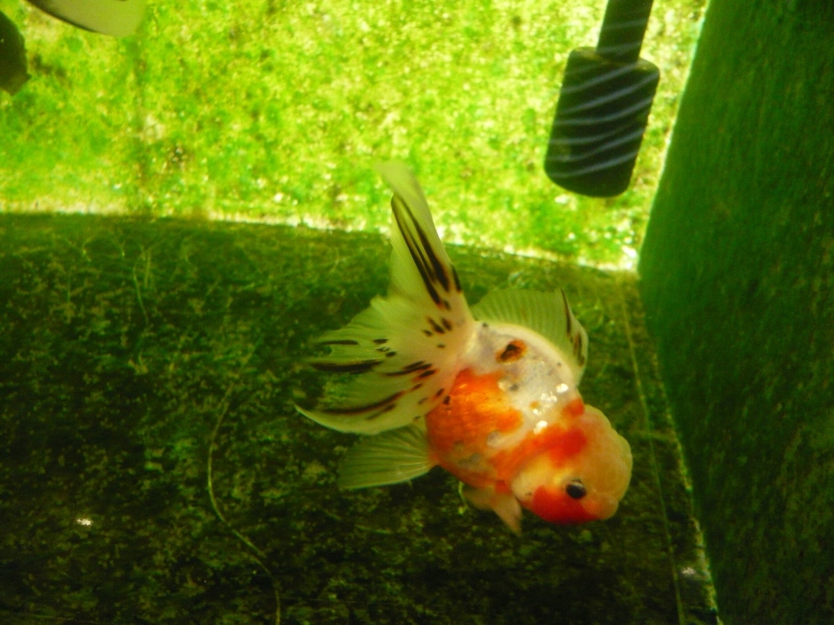 f:id:funaosarasa:20200805122008j:plain f:id:funaosarasa:20200805122008j:plain