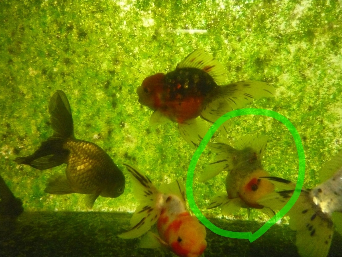 f:id:funaosarasa:20200805122226j:plain f:id:funaosarasa:20200805122226j:plain