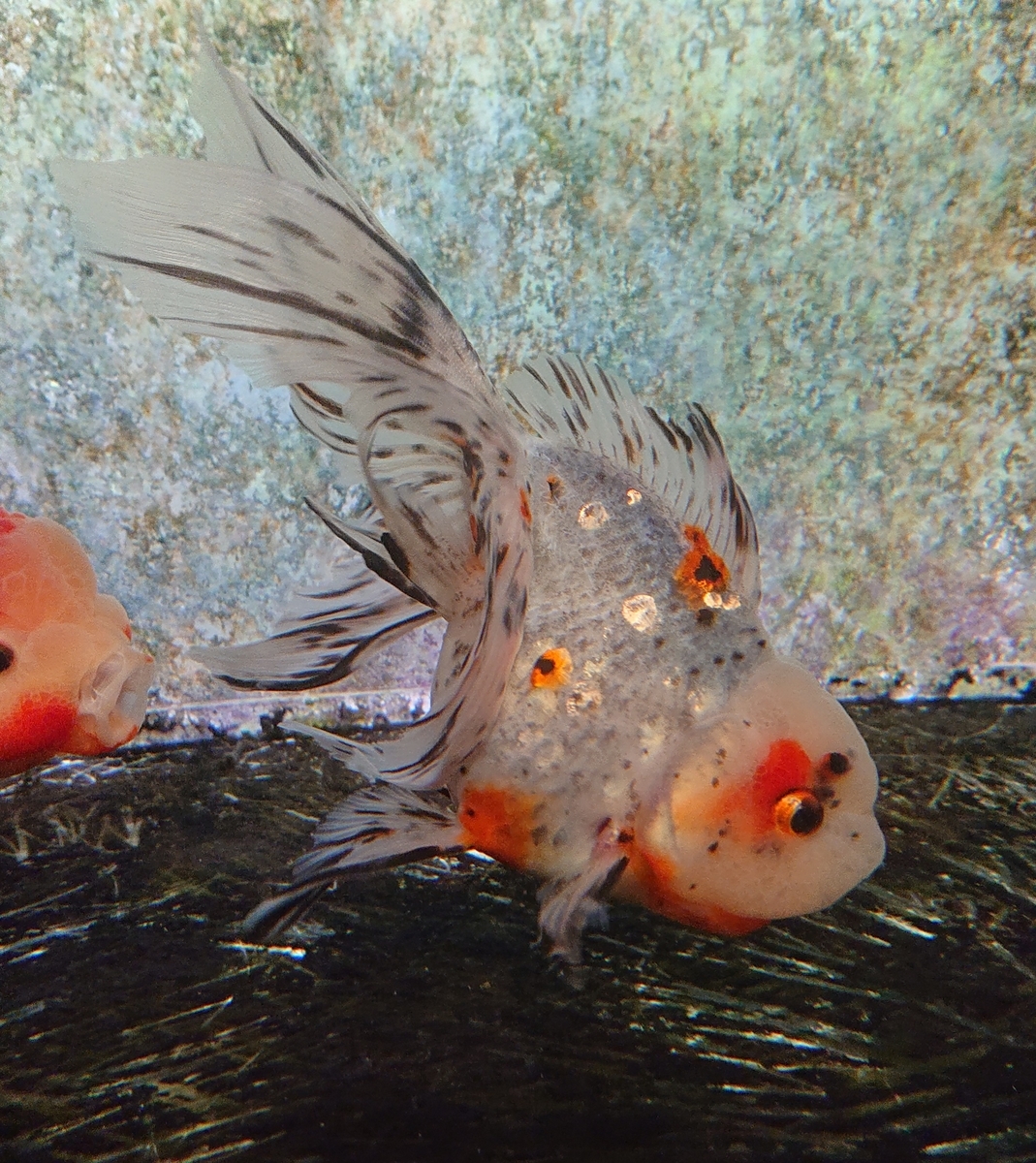 f:id:funaosarasa:20200805122624j:plain f:id:funaosarasa:20200805122624j:plain