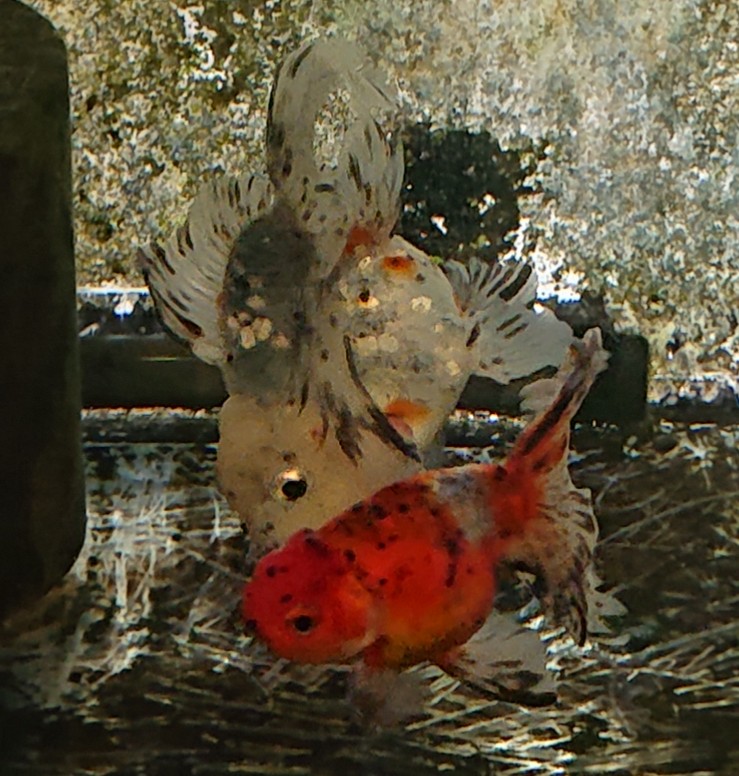 f:id:funaosarasa:20200805123451j:plain f:id:funaosarasa:20200805123451j:plain