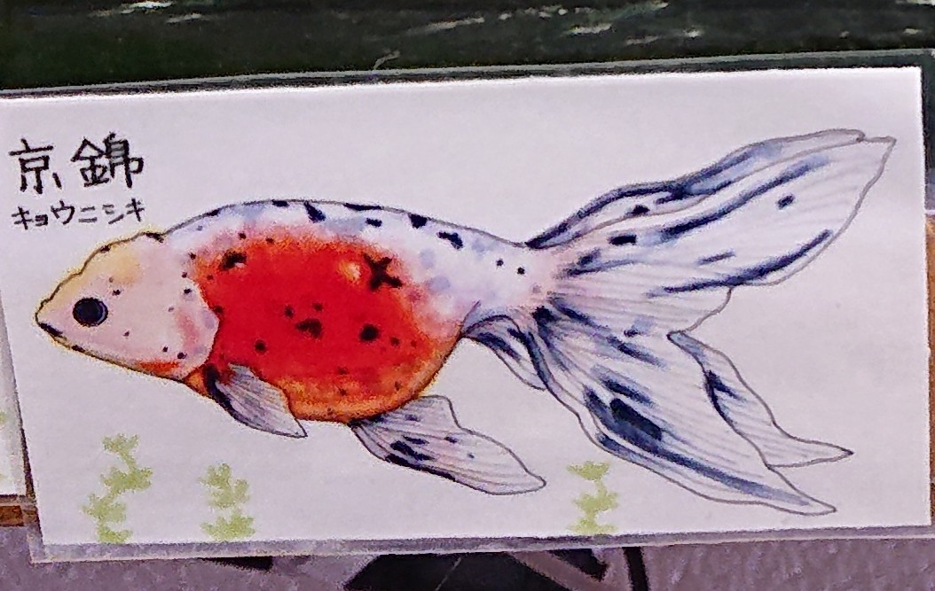 f:id:funaosarasa:20200805123530j:plain f:id:funaosarasa:20200805123530j:plain