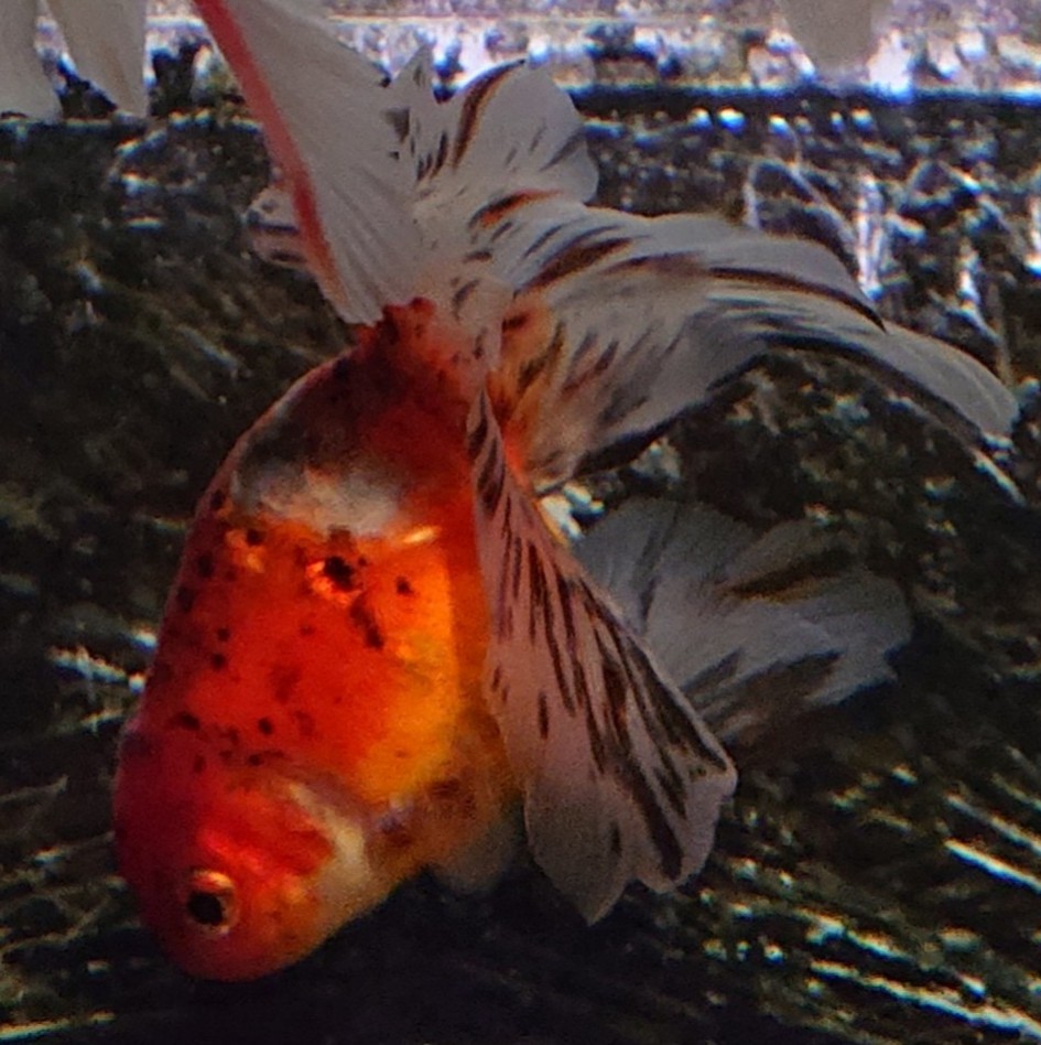 f:id:funaosarasa:20200805123644j:plain f:id:funaosarasa:20200805123644j:plain