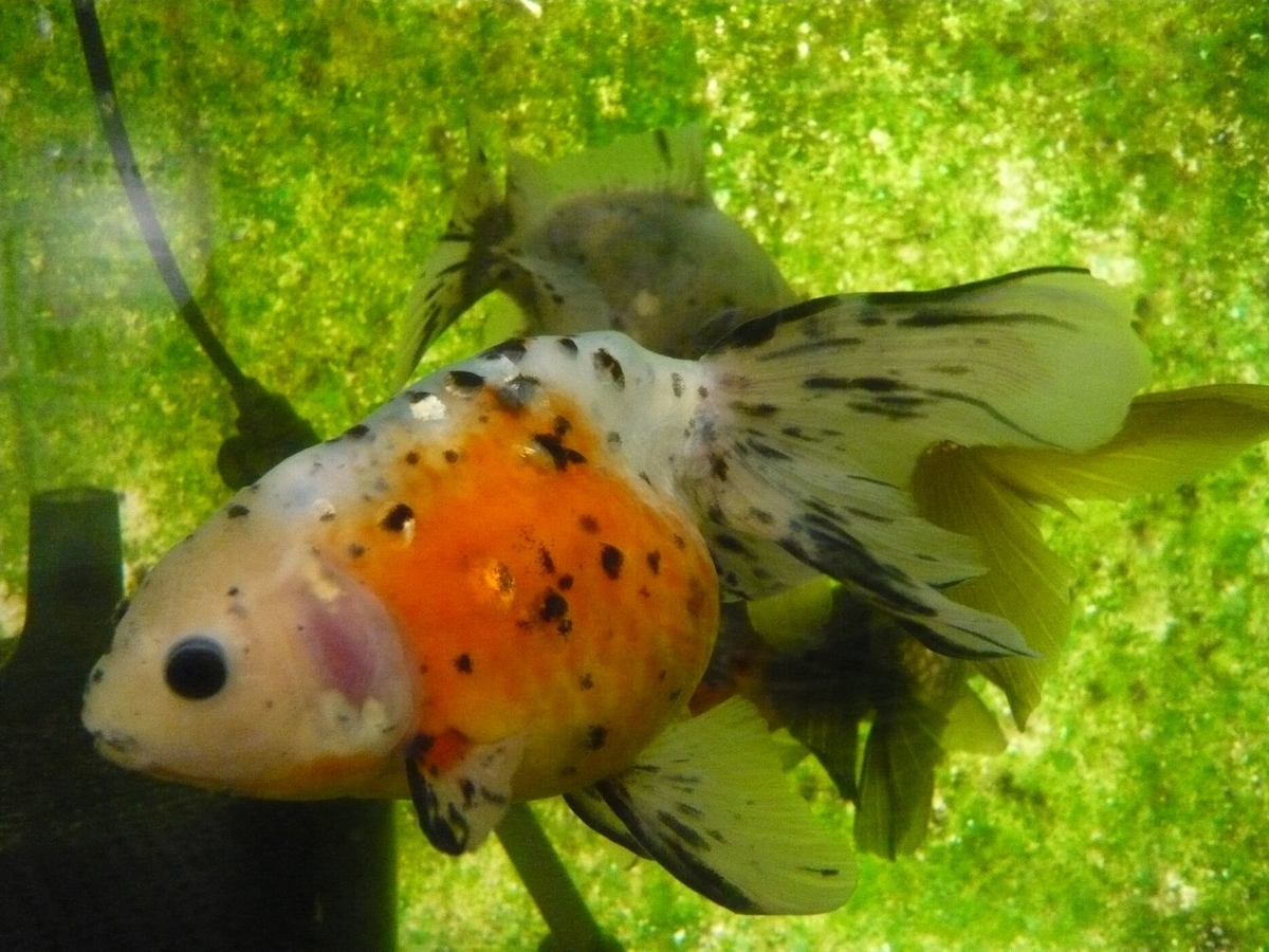 f:id:funaosarasa:20200805123802j:plain f:id:funaosarasa:20200805123802j:plain
