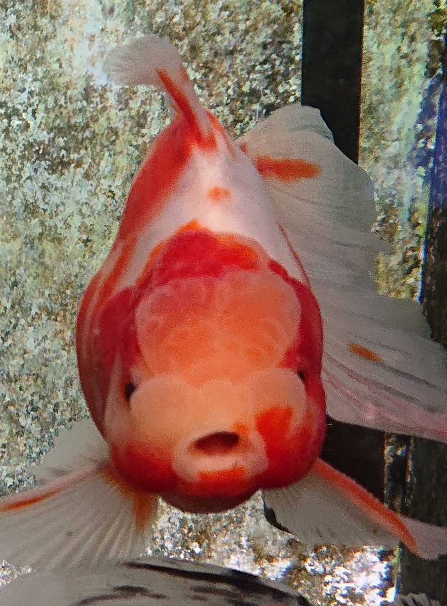 f:id:funaosarasa:20200806105000j:plain f:id:funaosarasa:20200806105000j:plain