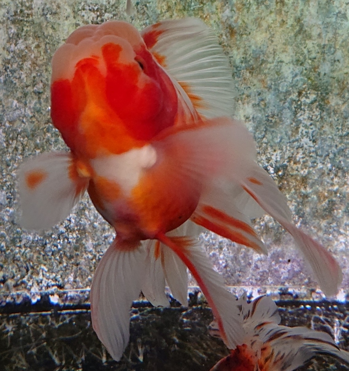 f:id:funaosarasa:20200806105027j:plain f:id:funaosarasa:20200806105027j:plain
