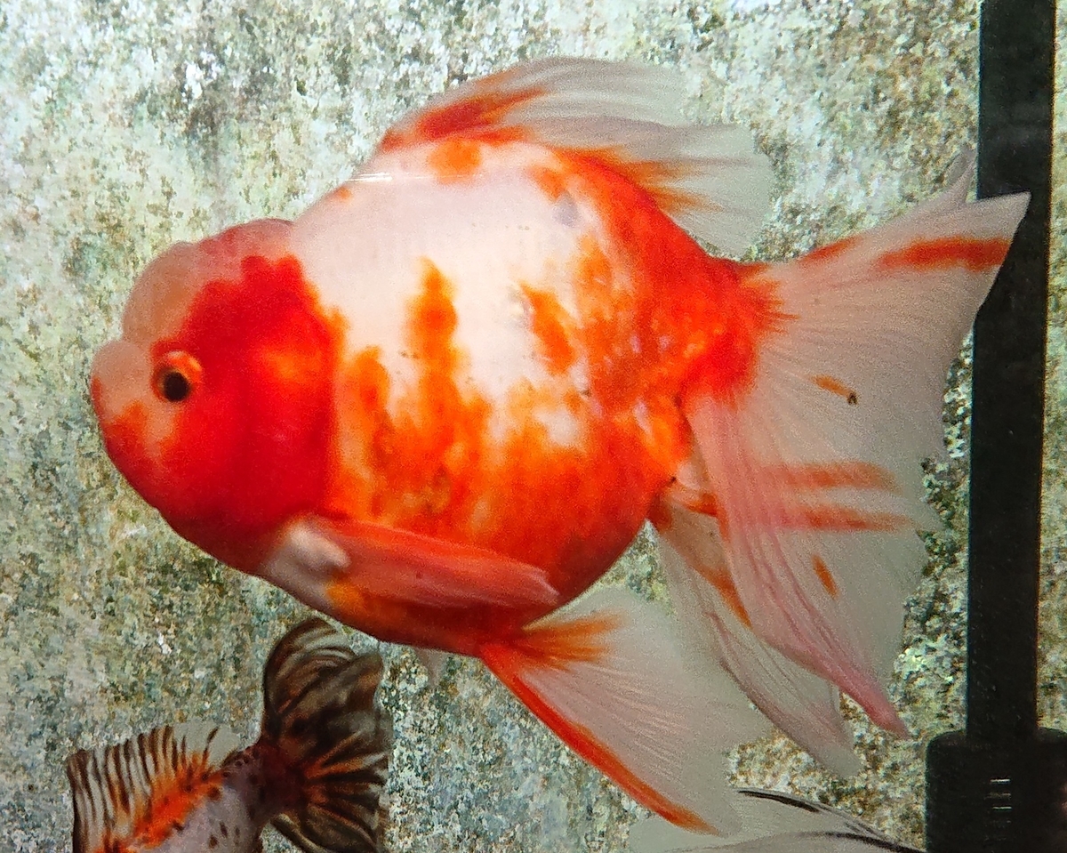 f:id:funaosarasa:20200806105057j:plain f:id:funaosarasa:20200806105057j:plain