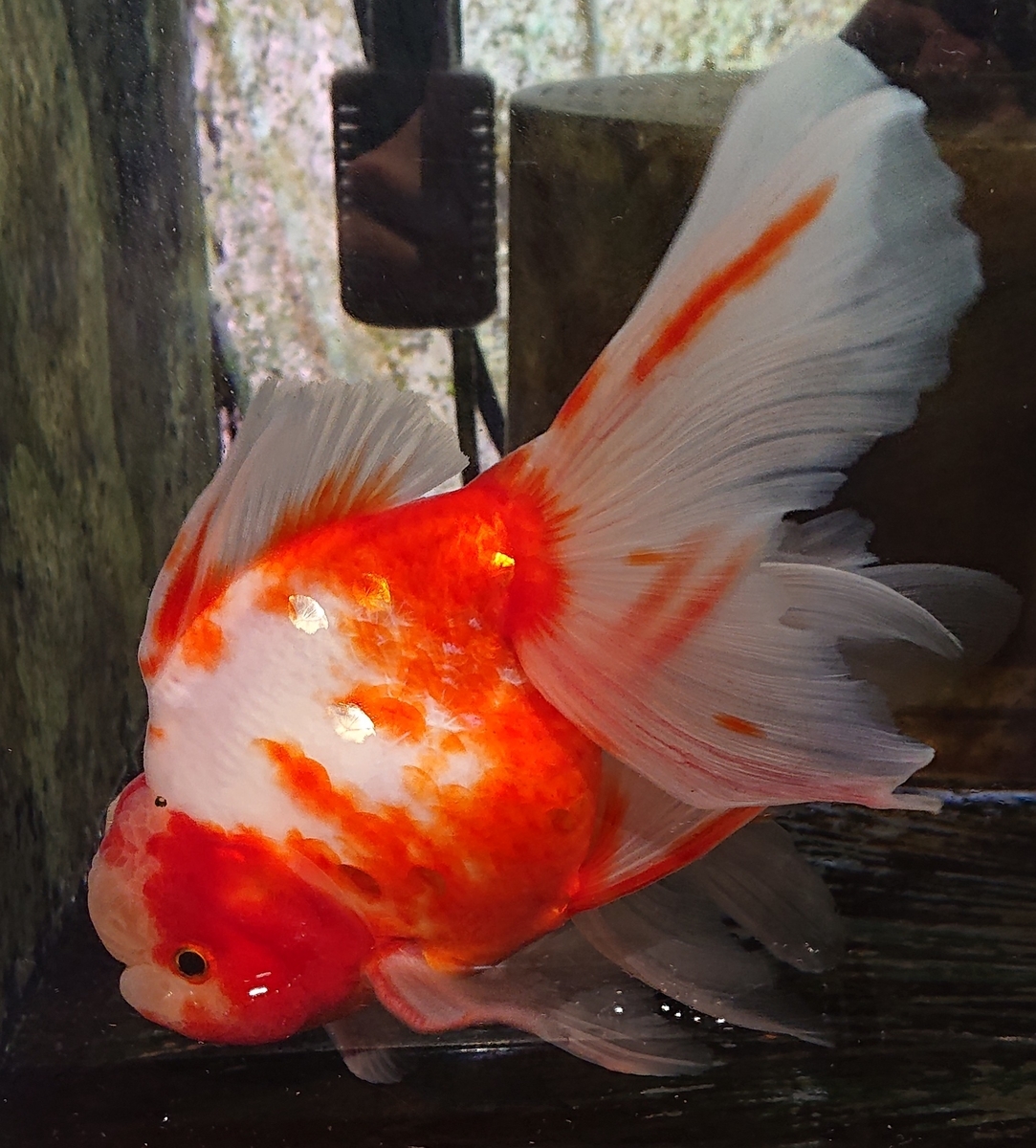 f:id:funaosarasa:20200806105230j:plain f:id:funaosarasa:20200806105230j:plain
