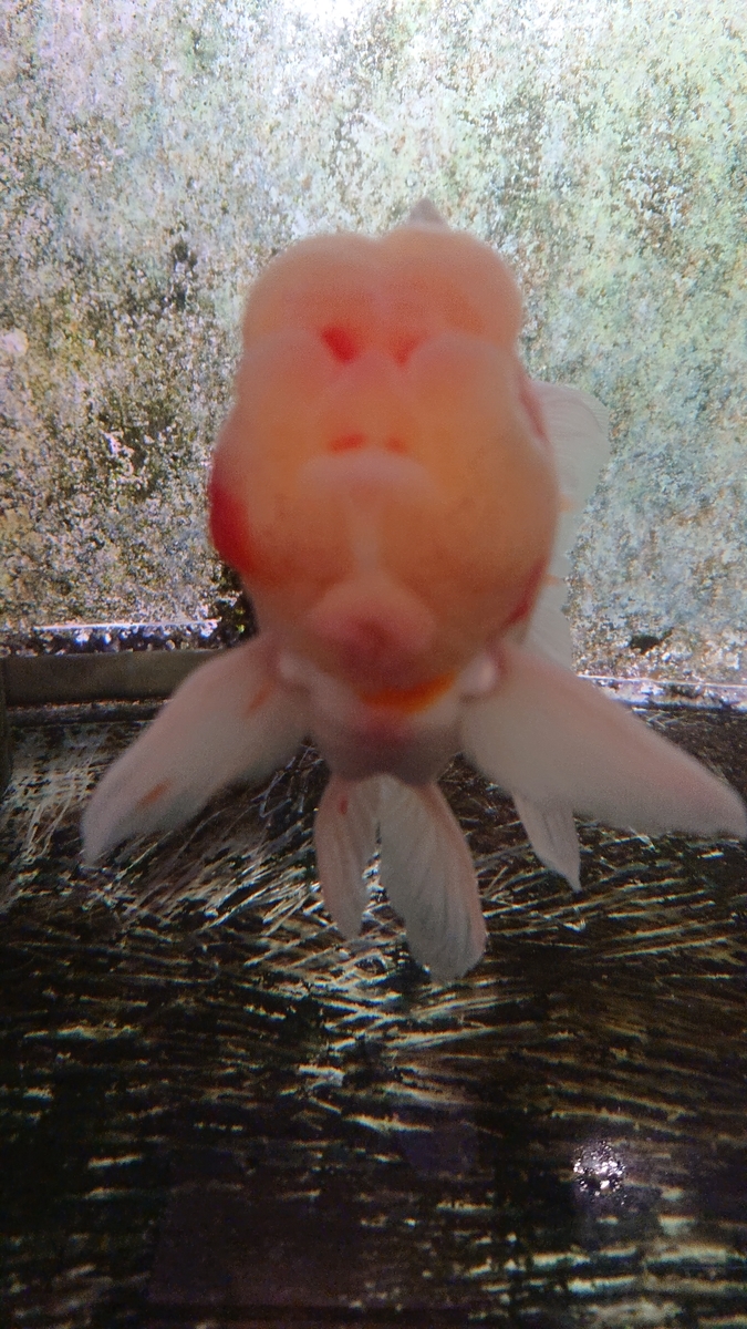 f:id:funaosarasa:20200806105809j:plain f:id:funaosarasa:20200806105809j:plain