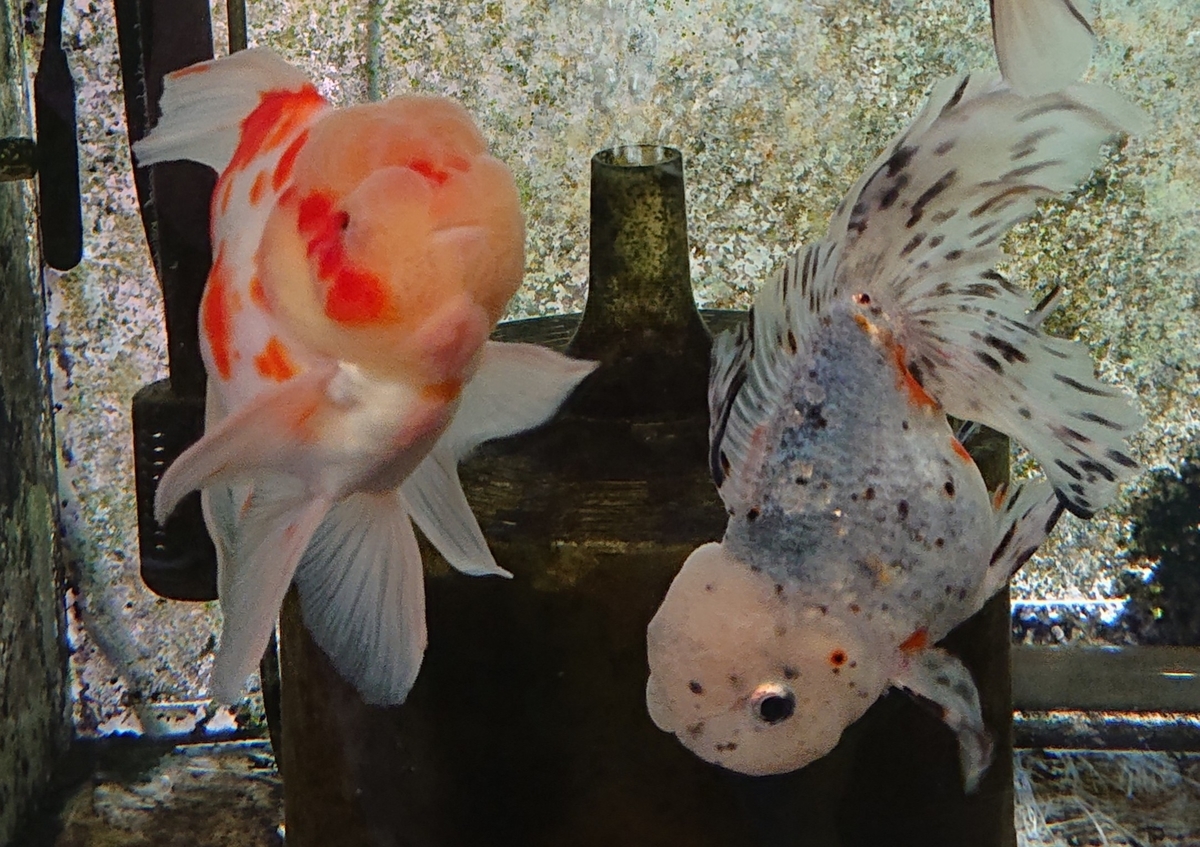 f:id:funaosarasa:20200806105947j:plain f:id:funaosarasa:20200806105947j:plain