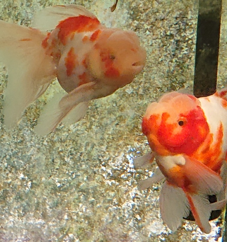 f:id:funaosarasa:20200806110021j:plain f:id:funaosarasa:20200806110021j:plain
