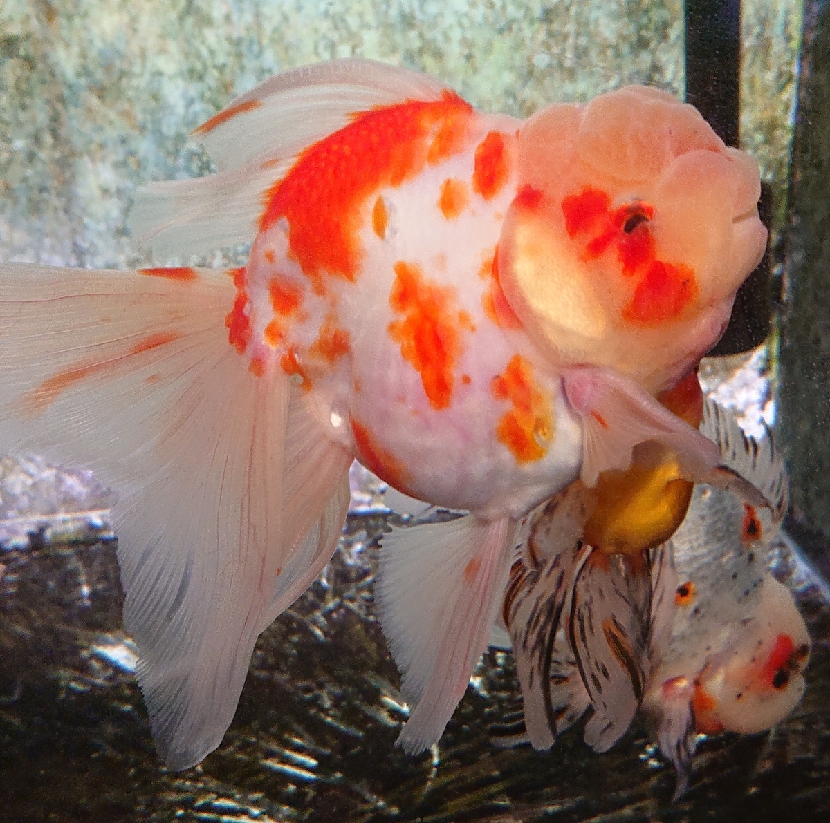f:id:funaosarasa:20200806110202j:plain f:id:funaosarasa:20200806110202j:plain