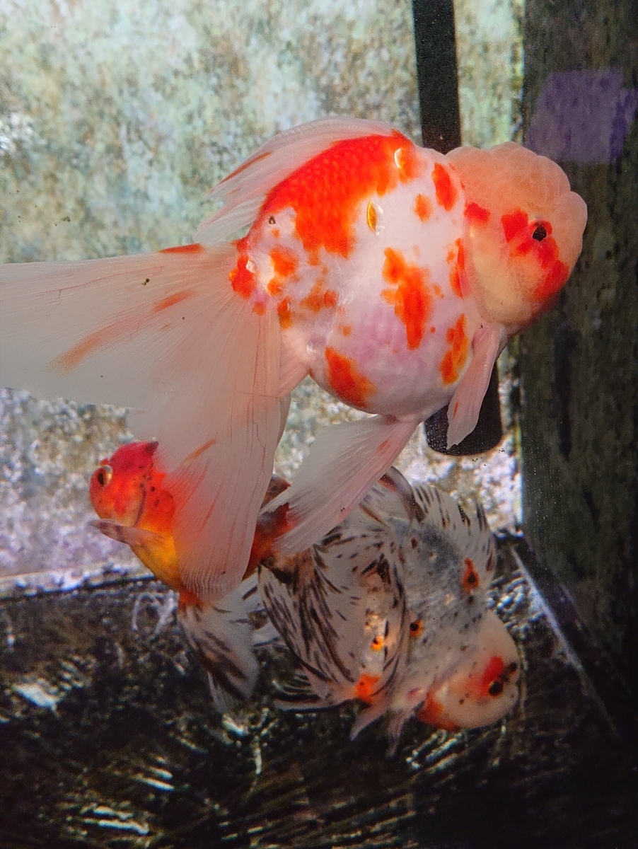 f:id:funaosarasa:20200806110251j:plain f:id:funaosarasa:20200806110251j:plain