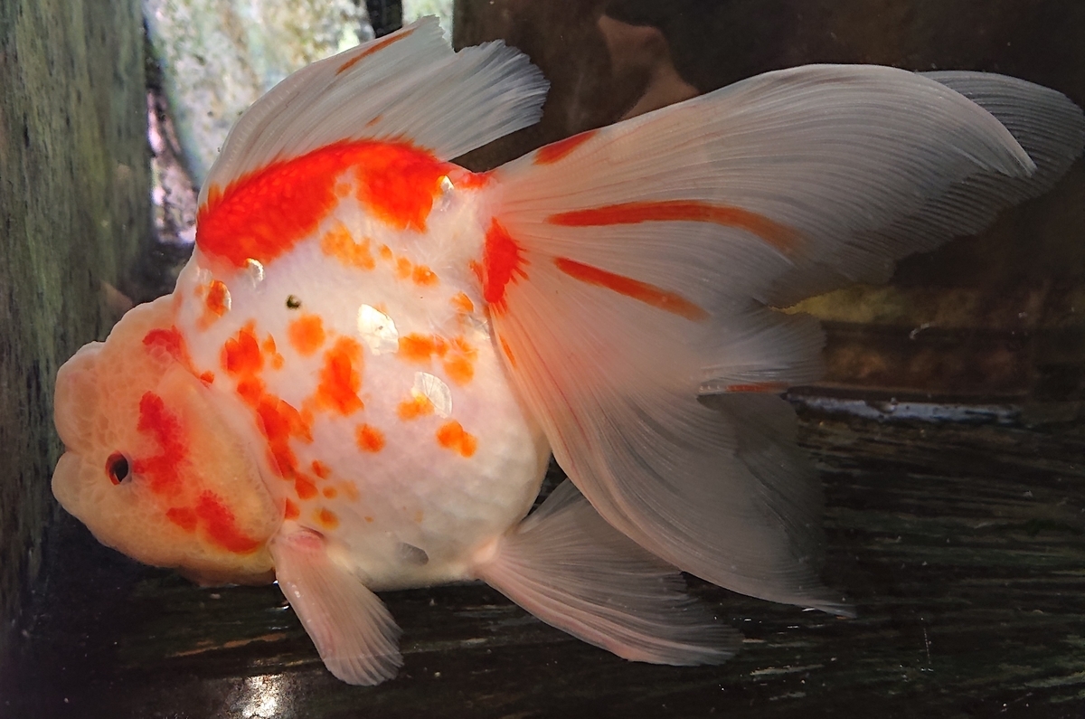 f:id:funaosarasa:20200806110426j:plain f:id:funaosarasa:20200806110426j:plain