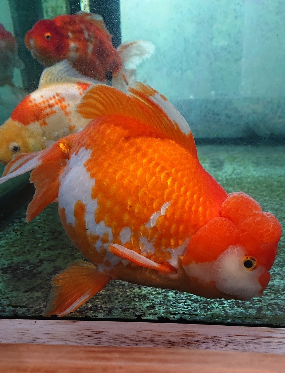 f:id:funaosarasa:20200806155150j:plain f:id:funaosarasa:20200806155150j:plain