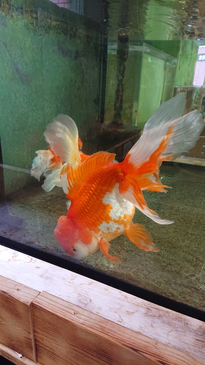f:id:funaosarasa:20200806155421j:plain f:id:funaosarasa:20200806155421j:plain