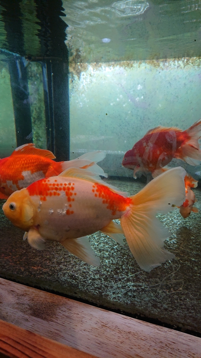 f:id:funaosarasa:20200806160225j:plain f:id:funaosarasa:20200806160225j:plain