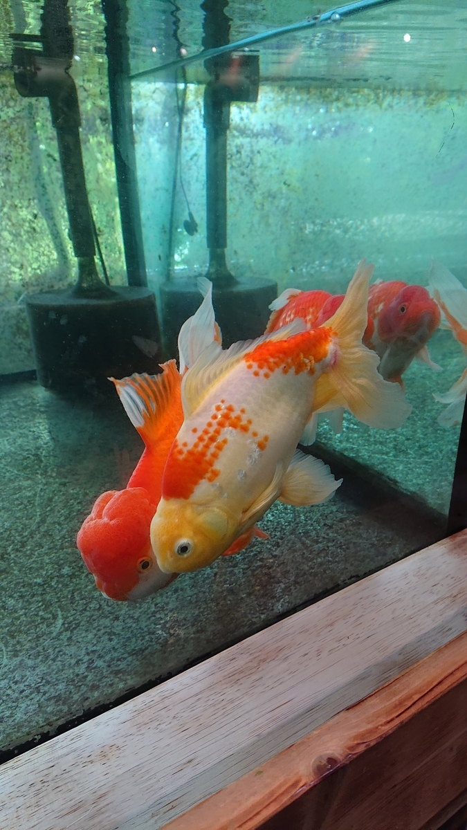 f:id:funaosarasa:20200806160619j:plain f:id:funaosarasa:20200806160619j:plain