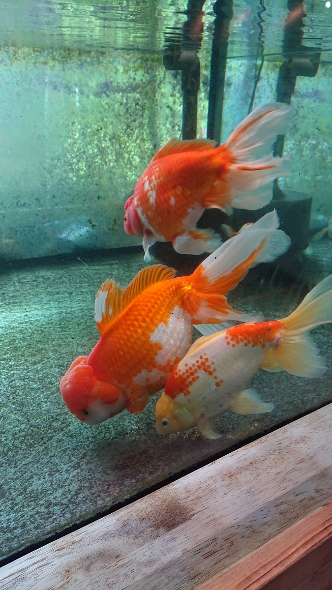 f:id:funaosarasa:20200806160658j:plain f:id:funaosarasa:20200806160658j:plain