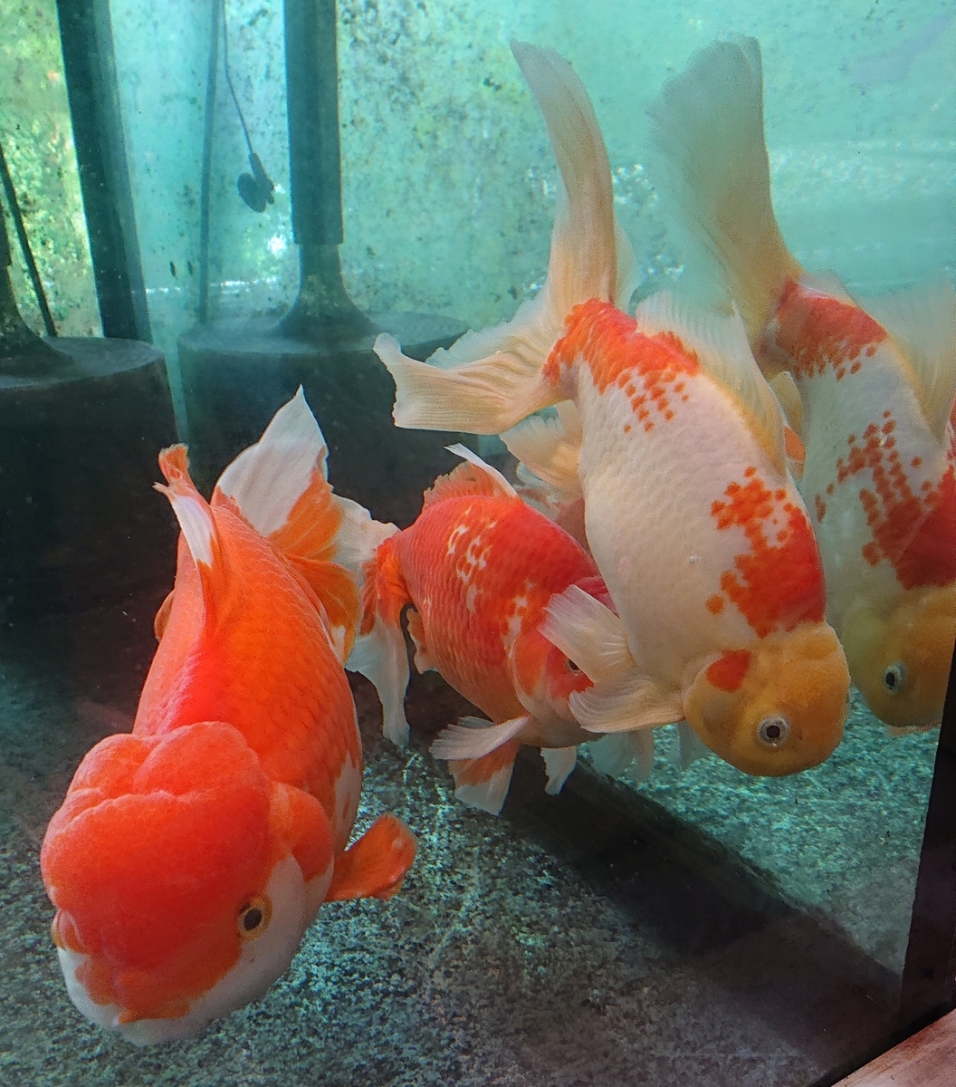 f:id:funaosarasa:20200806160744j:plain f:id:funaosarasa:20200806160744j:plain