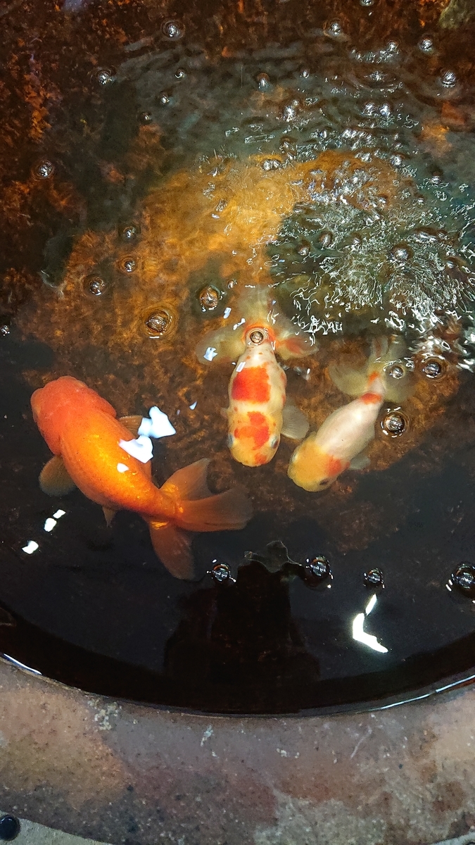 f:id:funaosarasa:20200807141017j:plain f:id:funaosarasa:20200807141017j:plain